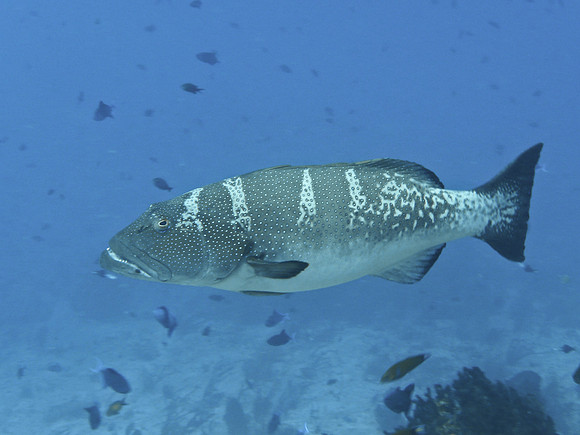 Mal-Dives-29