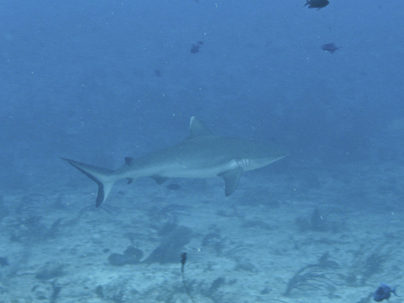 Mal-Dives-23