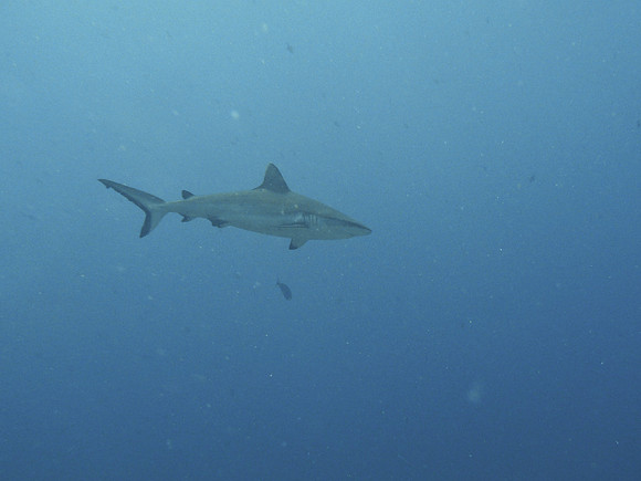 Mal-Dives-36