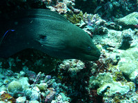 Mal-Dives-11