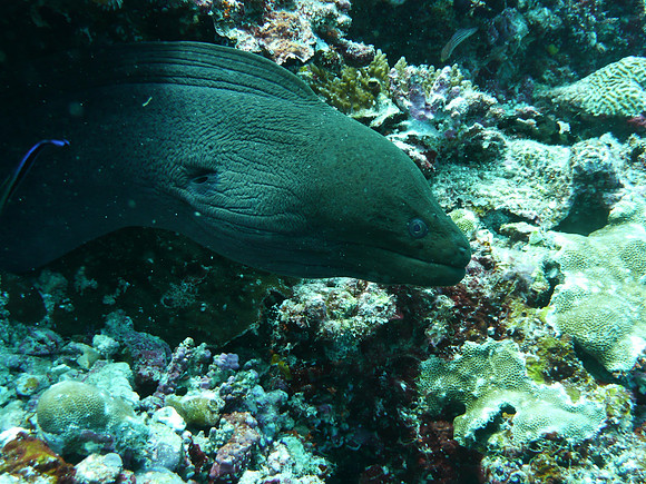 Mal-Dives-11