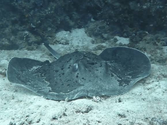 Mal-Dives-39