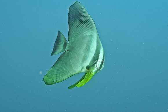 Mal-Dives-65
