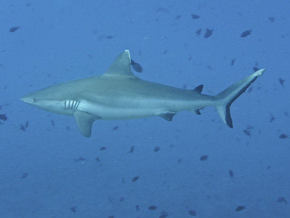 Mal-Dives-28
