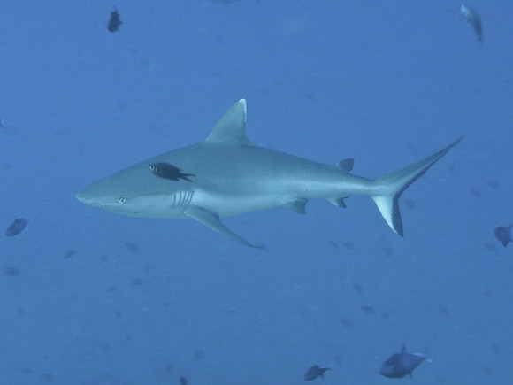 Mal-Dives-25
